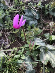 Cyclamen repandum