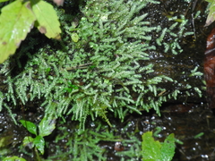 Philonotis capillaris