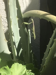 Stagmomantis limbata