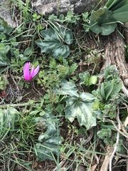 Cyclamen repandum