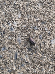 Lycorma