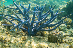 Acropora muricata