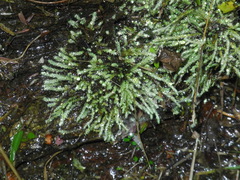 Philonotis capillaris