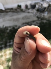 Mediodactylus danilewskii