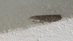 Lamoria anella