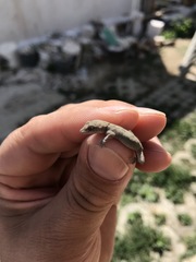 Mediodactylus danilewskii