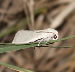Leucocnemis nivalis