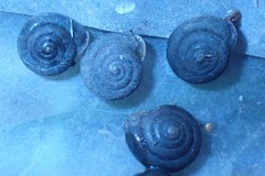 Vespericola sierranus