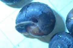 Vespericola sierranus