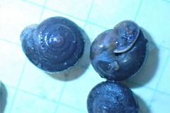 Vespericola sierranus