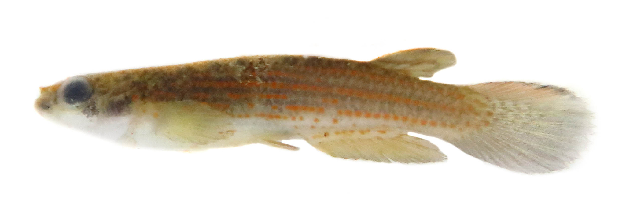 Anablepsoides tessellatus