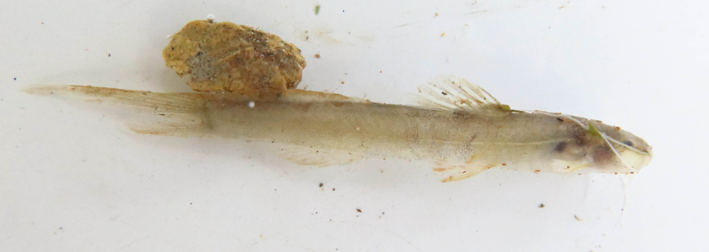 Nemuroglanis