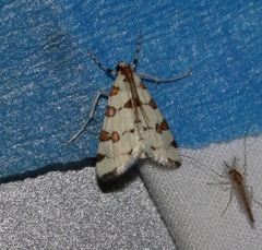 Conchylodes octonalis