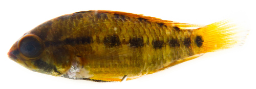 Macmaster's dwarf cichlid (Apistogramma macmasteri) — Cichlidae