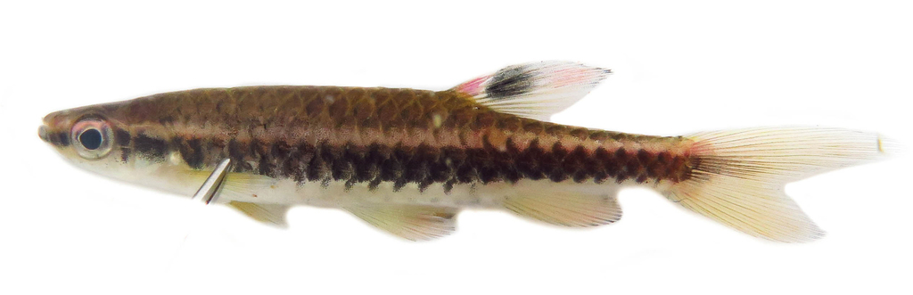 Eigenmanns spat-tetra (Copella eigenmanni) — Lebiasinidae