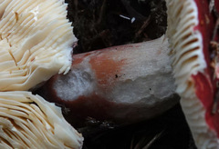 Russula rhodopus