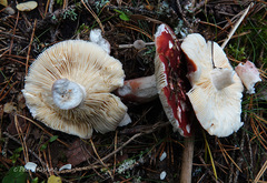 Russula rhodopus