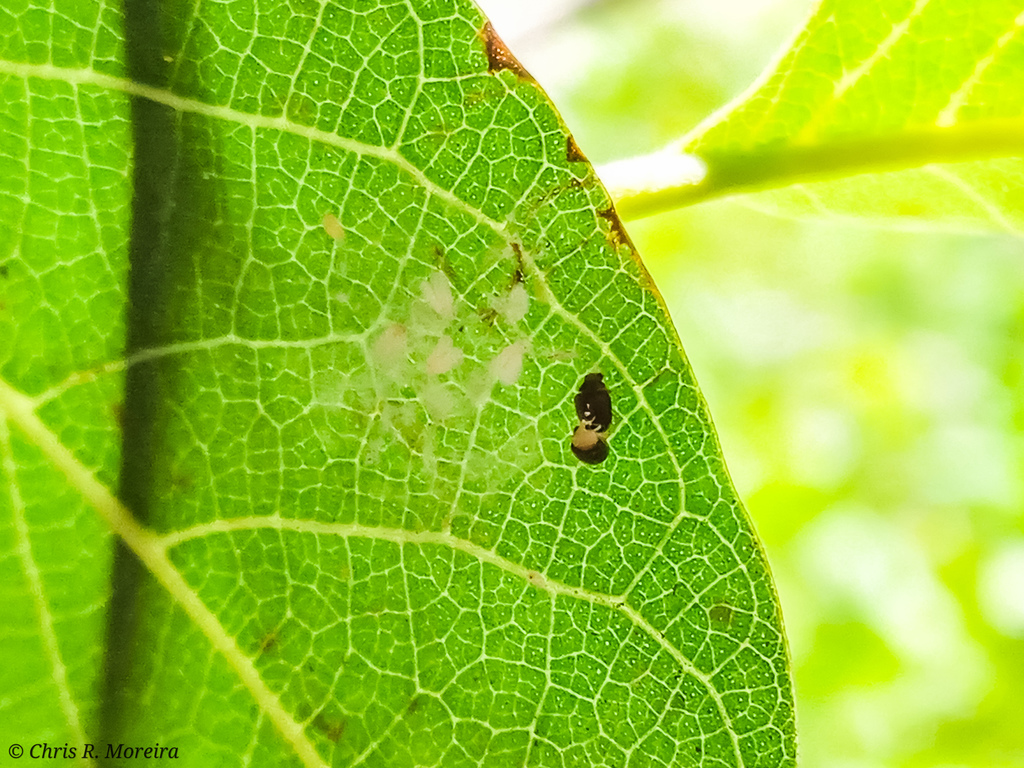 Nephaspis acuta