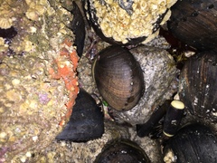 Haliotis cracherodii