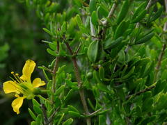 Roepera lichtensteiniana