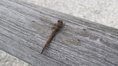 Sympetrum striolatum