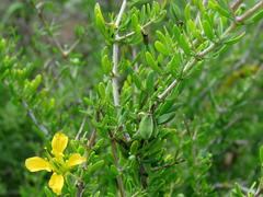 Roepera lichtensteiniana