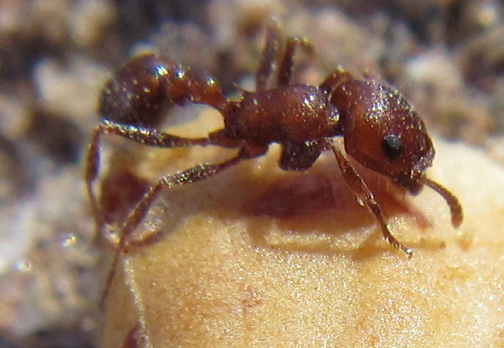Red Desert Fierce ant
