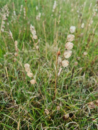 štrkáč (Rhinanthus)