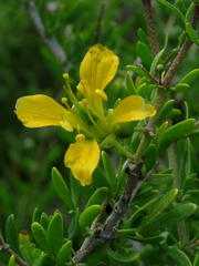 Roepera lichtensteiniana