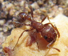 Tetramorium rufescens
