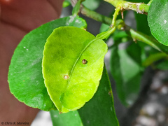 Scymnobius galapagoensis