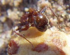 Tetramorium rufescens
