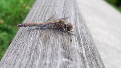 Sympetrum striolatum