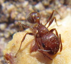 Tetramorium rufescens