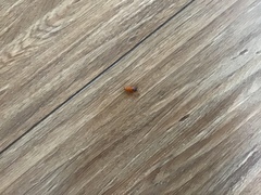 Shelfordella lateralis