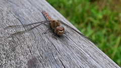 Sympetrum striolatum