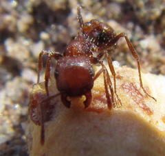 Tetramorium rufescens