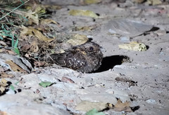 Caprimulgus poliocephalus