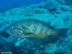 Epinephelus caninus