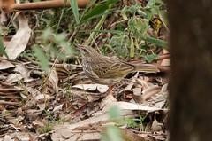Anthus lineiventris