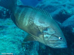 Epinephelus caninus