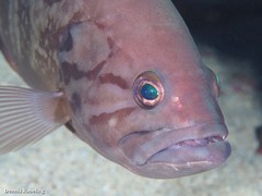 Epinephelus caninus