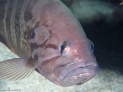 Epinephelus caninus
