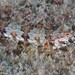 Red Lizardfish - Photo (c) Dennis Rabeling, some rights reserved (CC BY-NC-ND), uploaded by Dennis Rabeling