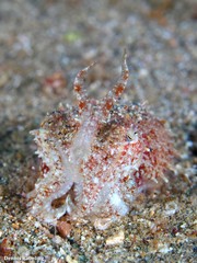 Sepia bertheloti