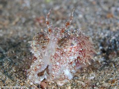 Sepia bertheloti
