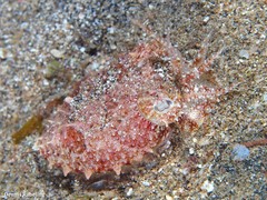 Sepia bertheloti