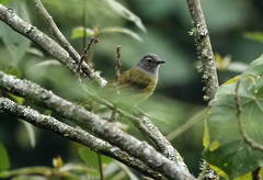 Arizelocichla nigriceps