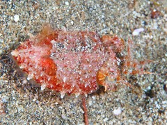 Sepia bertheloti