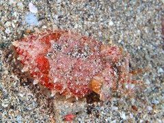 Sepia bertheloti